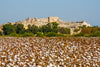 Turkish vs Egyptian Cotton: Which Is Better? 